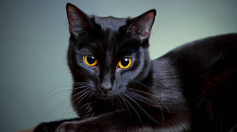 Wishslot - Mata Kuning Kucing Hitam: Misteri Genetika dan Evolusi