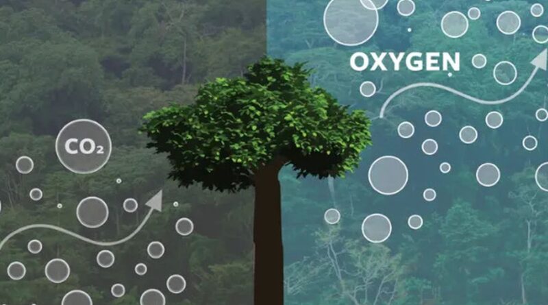 Wishslot - Berapa Banyak Pohon yang Dibutuhkan untuk Oksigen