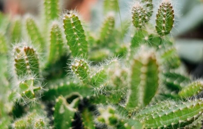 Wishslot - Fotosintesis Pada Kaktus: Adaptasi Unik