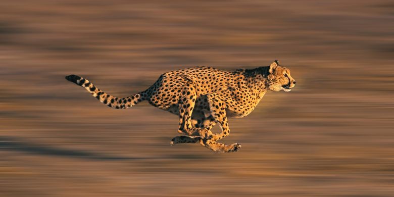 GRAB4D - Cheetah: Sang Pelari Tercepat di Dunia